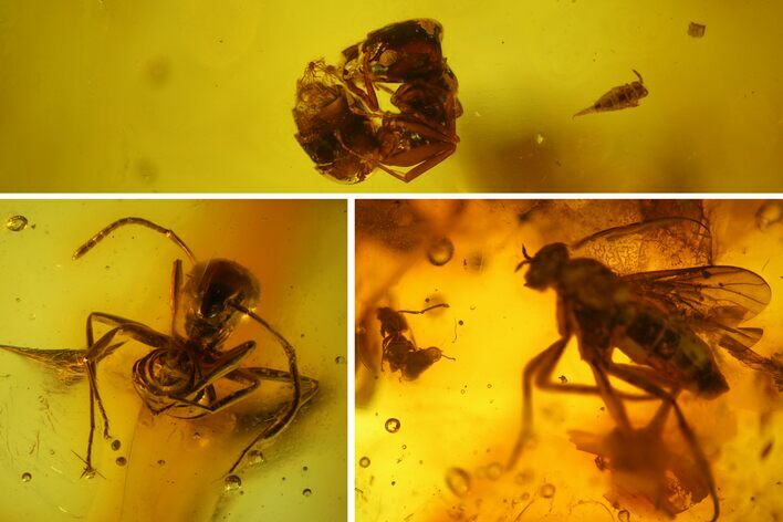 Detailed Fossil Ants, a Fly and a Springtail In Baltic Amber #150713
